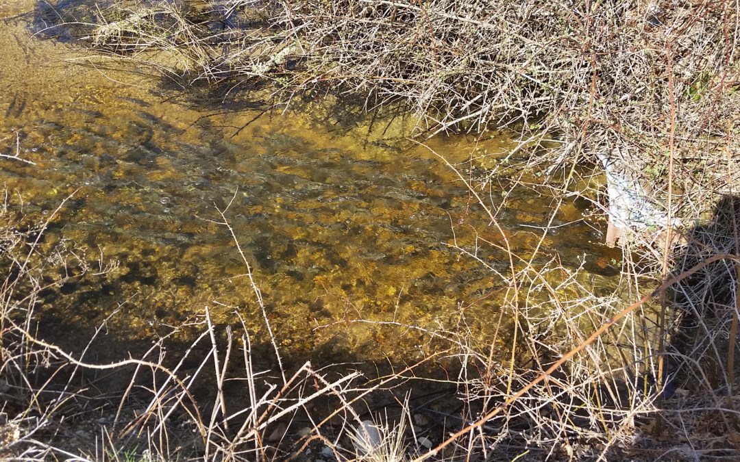 Coonamessett River site of Nitrogen Removal Study